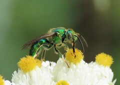 Augochloropsis viridula