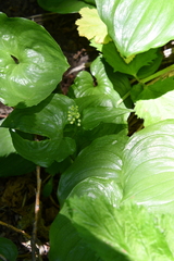 Maianthemum dilatatum