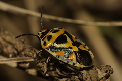 Eurydema ornata