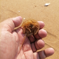 Tachypleus tridentatus