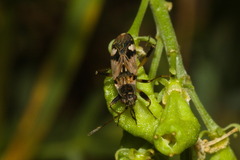 Beosus maritimus