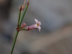 Asperula cynanchica