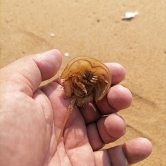 Tachypleus tridentatus