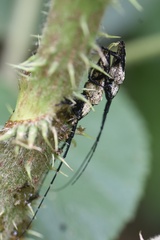 Aulaconotus atronotatus