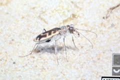 Cicindela hirticollis