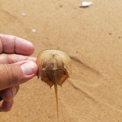 Tachypleus tridentatus