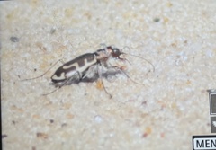Cicindela hirticollis