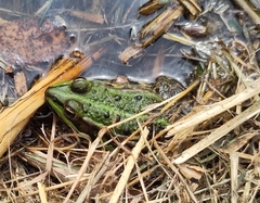 Pelophylax lessonae