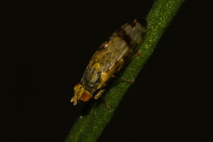 Sphenella marginata