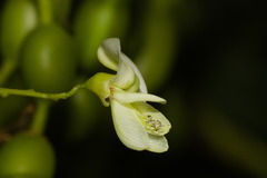 Styphnolobium japonicum