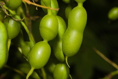 Styphnolobium japonicum