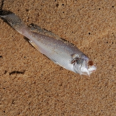 Sciaenidae