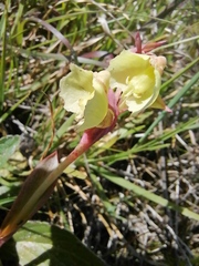 Pterygodium catholicum