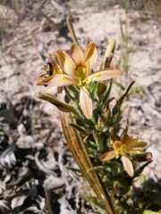 Wachendorfia multiflora