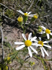 Senecio umbellatus