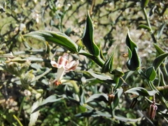 Asparagus asparagoides