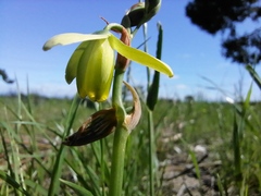 Albuca cooperi
