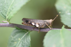 Catantopinae