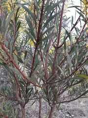 Acacia rubida