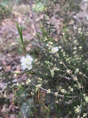 Hypocalymma