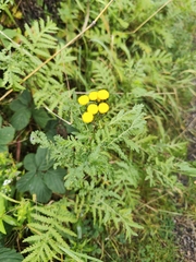 Tanacetum vulgare