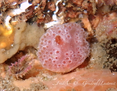 Aplidium elegans