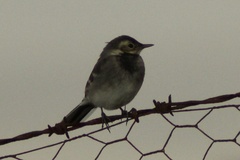 Motacilla alba yarrellii