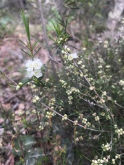 Hypocalymma