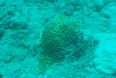 Acanthastrea