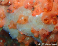 Aplidium glabrum