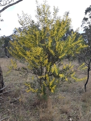 Acacia rubida