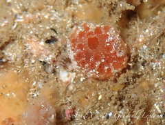 Aplidium