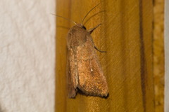 Mythimna albipuncta