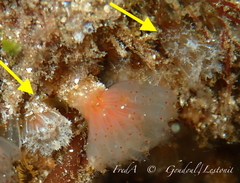 Aplidium turbinatum