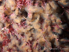 Aplidium pallidum