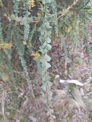 Acacia pravissima