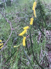 Acacia