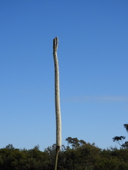 Xanthorrhoea