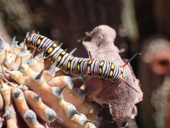 Danaus chrysippus orientis