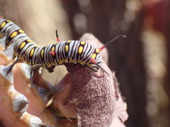 Danaus chrysippus orientis