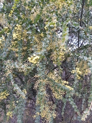 Acacia pravissima