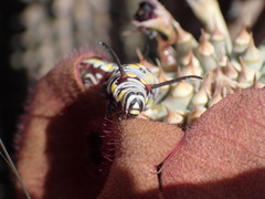 Danaus chrysippus orientis
