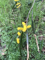 Acacia