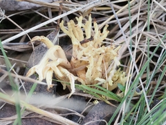 Clavulina vinaceocervina