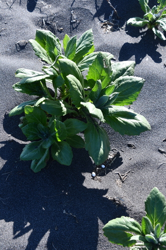 Senecio pseudoarnica iNat (3)