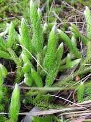 Lycopodium clavatum