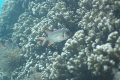 Myripristis