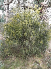 Acacia pravissima