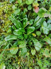 Noccaea caerulescens