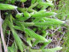 Lycopodium clavatum